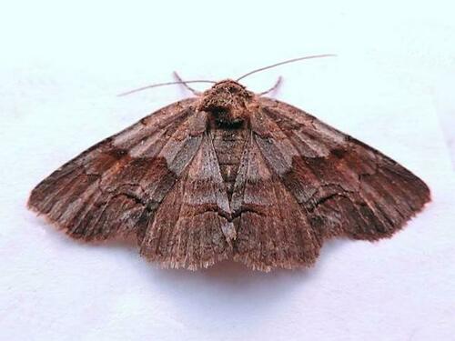 Gray-banded Zale Moth photo 3
