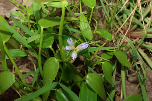 Pontederia cyanea (Pontederia cyanea)