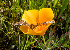 Euphydryas editha bayensis