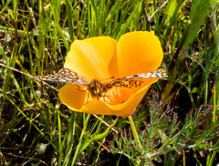 Euphydryas editha bayensis