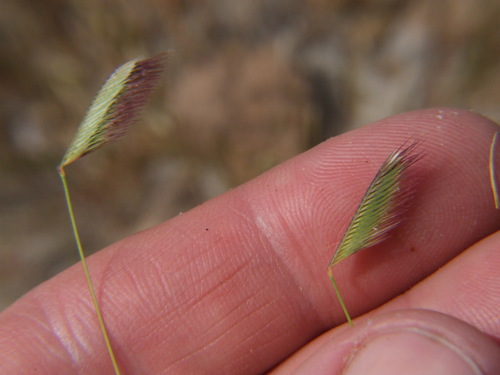Image of Bouteloua simplex by (c) cstobie, some rights reserved (CC BY)