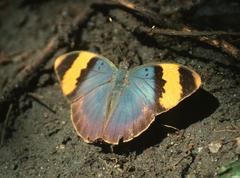 Euphaedra neophron