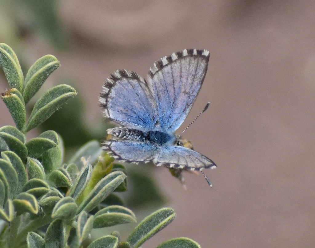 Pseudolucia argentina