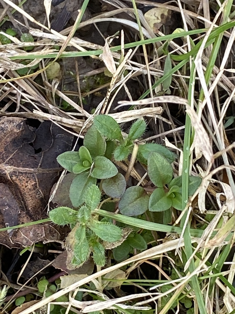 Common mouse-ear chickweed from Empire Blvd, Rochester, NY, US on ...