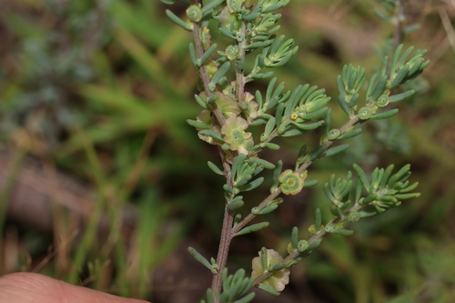 Image of Maireana decalvans by (c) Greg Tasney, some rights reserved (CC BY-SA)