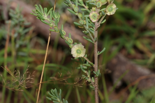 Image of Maireana decalvans by (c) Greg Tasney, some rights reserved (CC BY-SA)