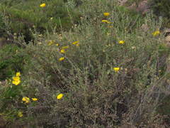 Balbisia verticillata