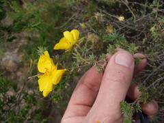 Balbisia verticillata