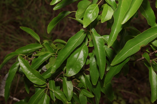 Ehretia saligna (Ehretia saligna)