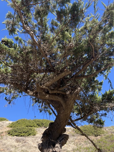 Foto de Pinheiro