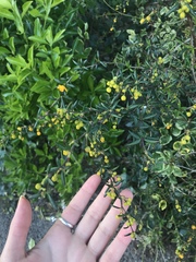 Berberis × stenophylla