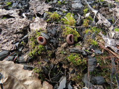 Geoscypha violacea