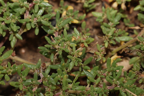 Image of Trianthema triquetrum by (c) Greg Tasney, some rights reserved (CC BY-SA)