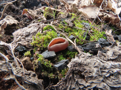Geoscypha violacea