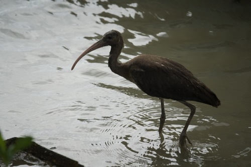 Ibis rouge, jeune