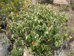 Croton ruizianus