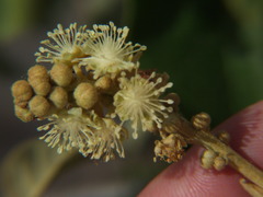 Croton ruizianus