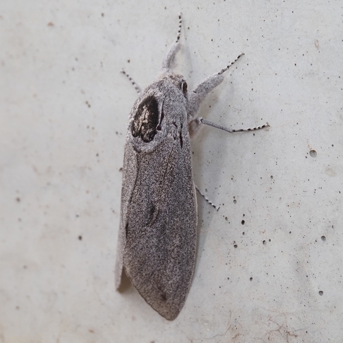 Endoxyla cinereus (Tepper, 1890)