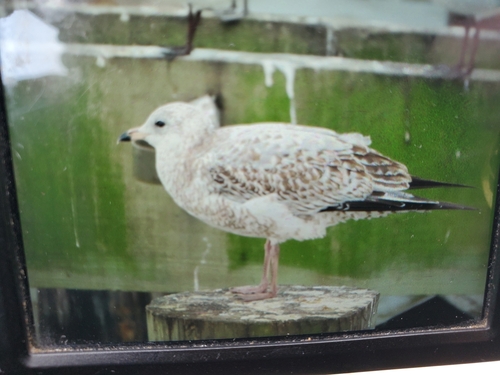 Ring-billed Gull photographed in Mississippi