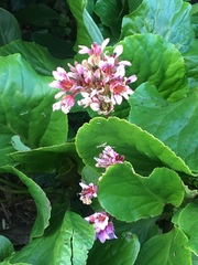 Bergenia crassifolia