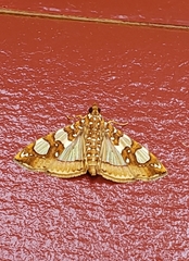 Glyphodes sibillalis