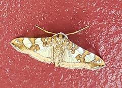 Glyphodes sibillalis