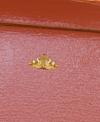 Glyphodes sibillalis