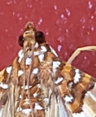 Glyphodes sibillalis