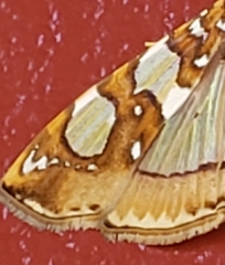 Glyphodes sibillalis