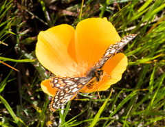 Euphydryas editha bayensis