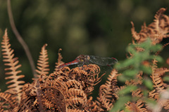 Sympetrum nigrifemur