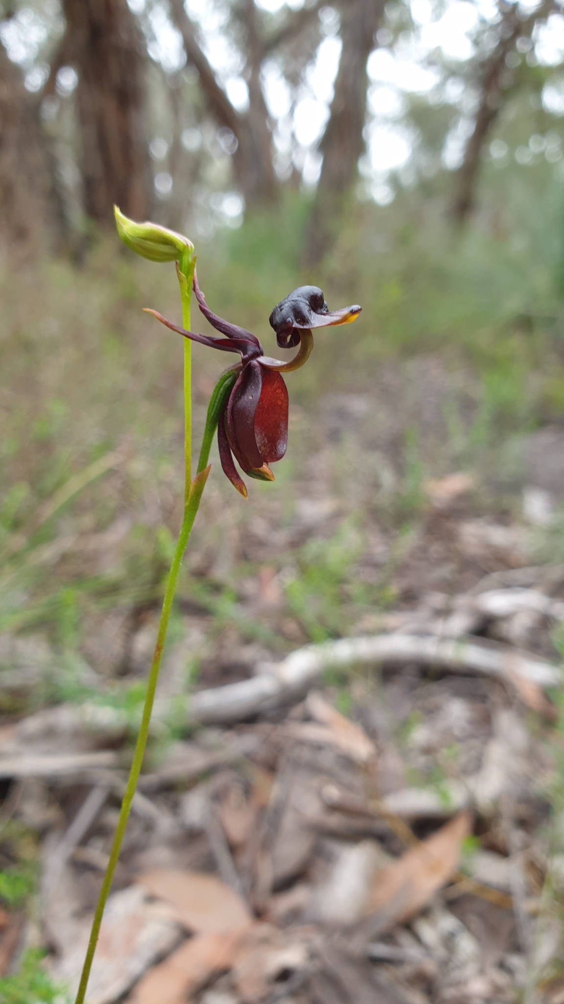Imagem de Orquídea-pato