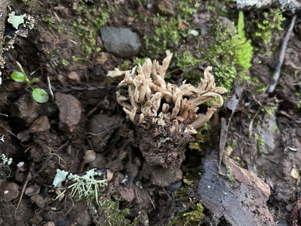 Clavulinopsis sp. 'CA05'