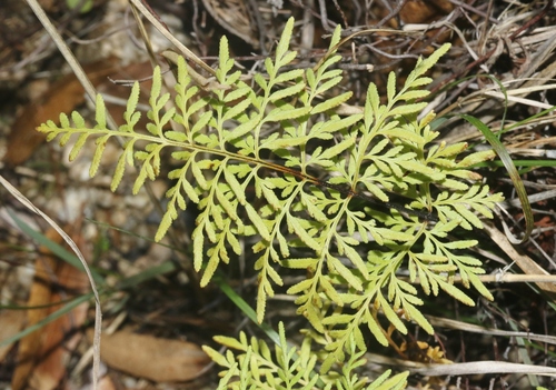 Gaga hirsuta observed 2023-12-09