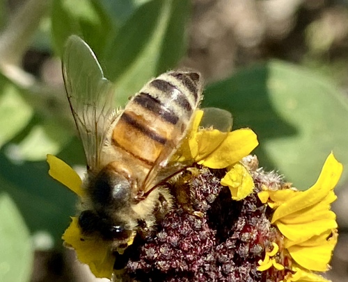 iNaturalist observation photo of Western Honey Bee