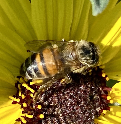 iNaturalist observation photo of Western Honey Bee