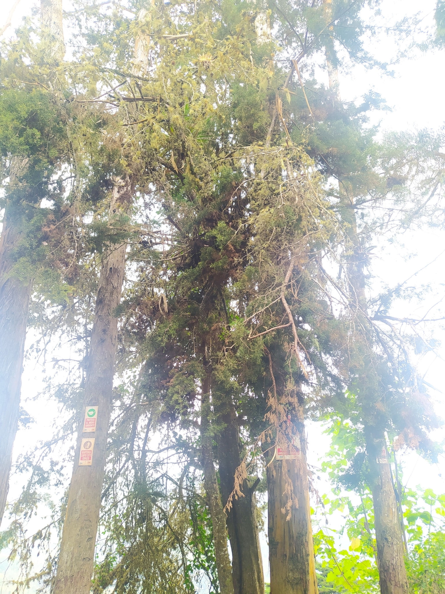Imagem de Cedro-do-Buçaco