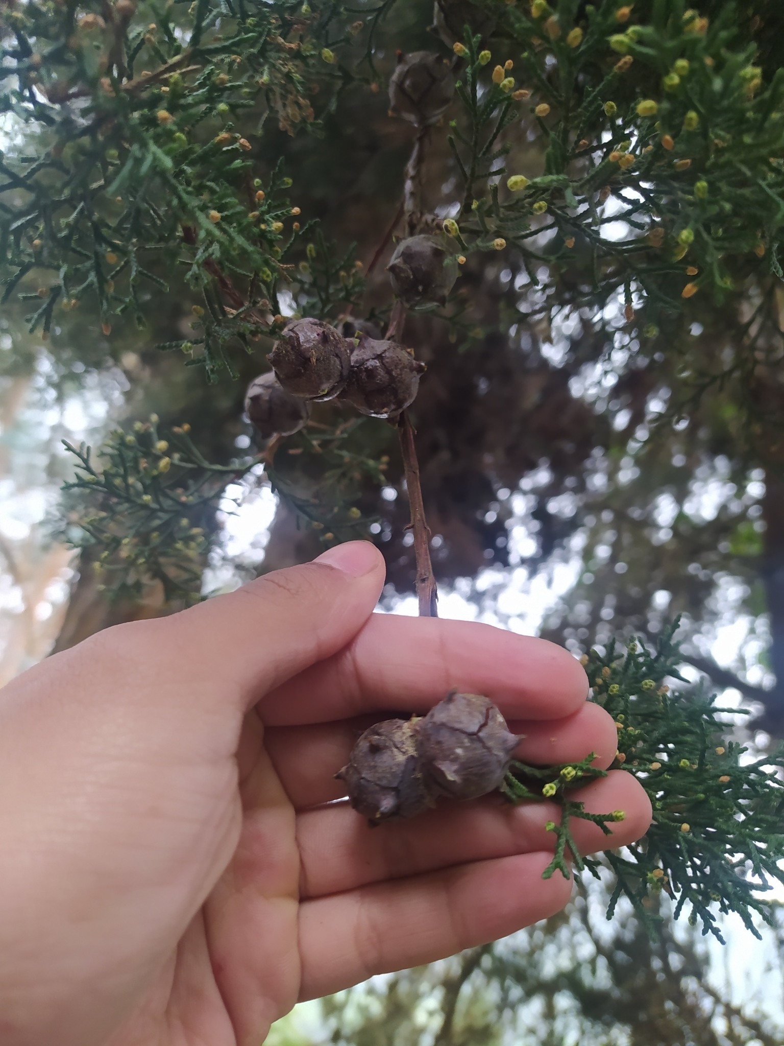 Imagem de Cedro-do-Buçaco