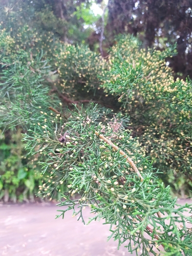 Image of Hesperocyparis lusitanica by (c) Brayan Ramos, some rights reserved (CC BY)