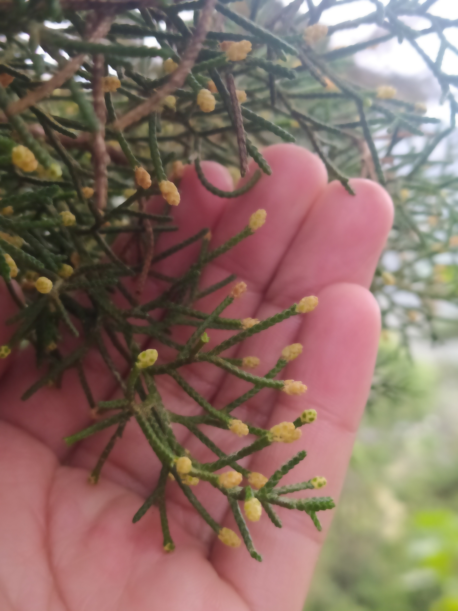 Imagem de Cedro-do-Buçaco