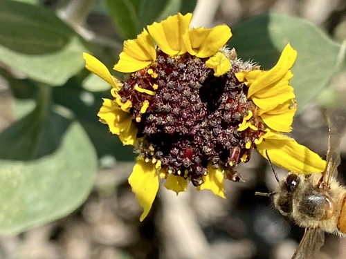 iNaturalist observation photo of Western Honey Bee
