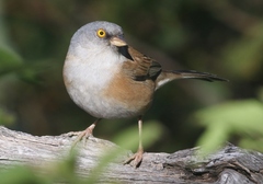 Baird's Junco photo 3