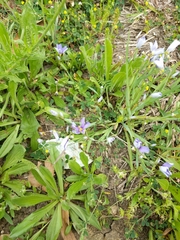 Sisyrinchium pruinosum