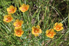 Linum berlandieri