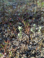 Stylocline gnaphaloides
