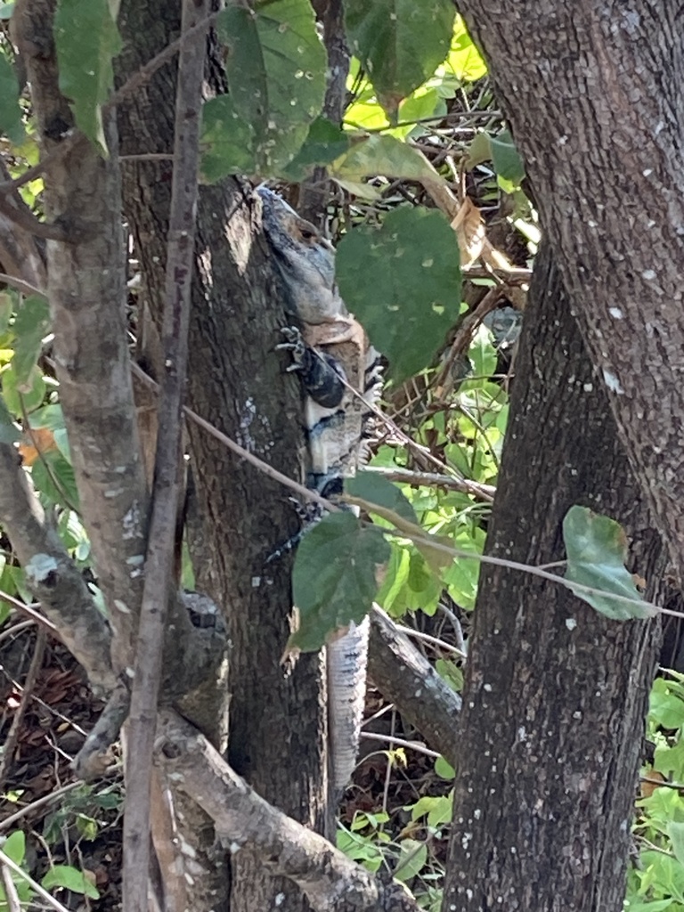 Black Spiny-tailed Iguana from Solarium, Liberia, Guanacaste, CR on ...