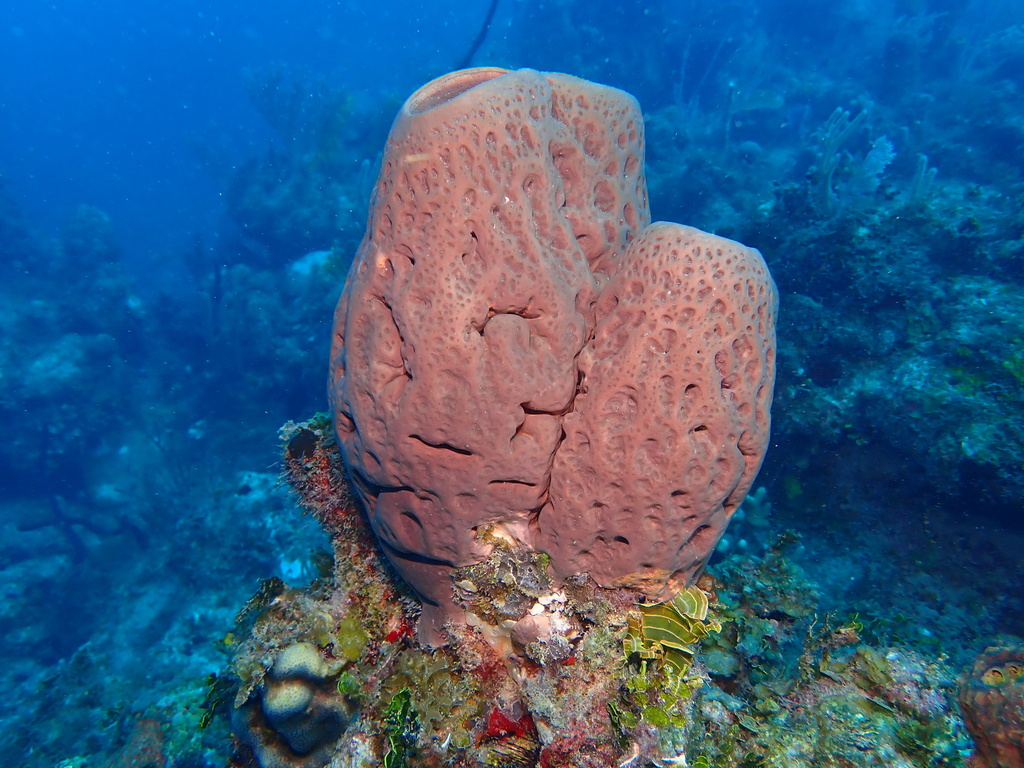 Agelas cerebrum