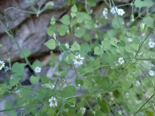 Image of Drymaria debilis by (c) Sue Carnahan, some rights reserved (CC BY)