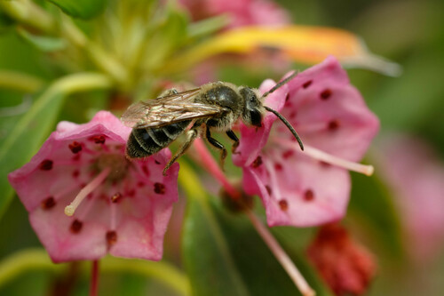 Kalmia Miner Bee photographed in Maine
