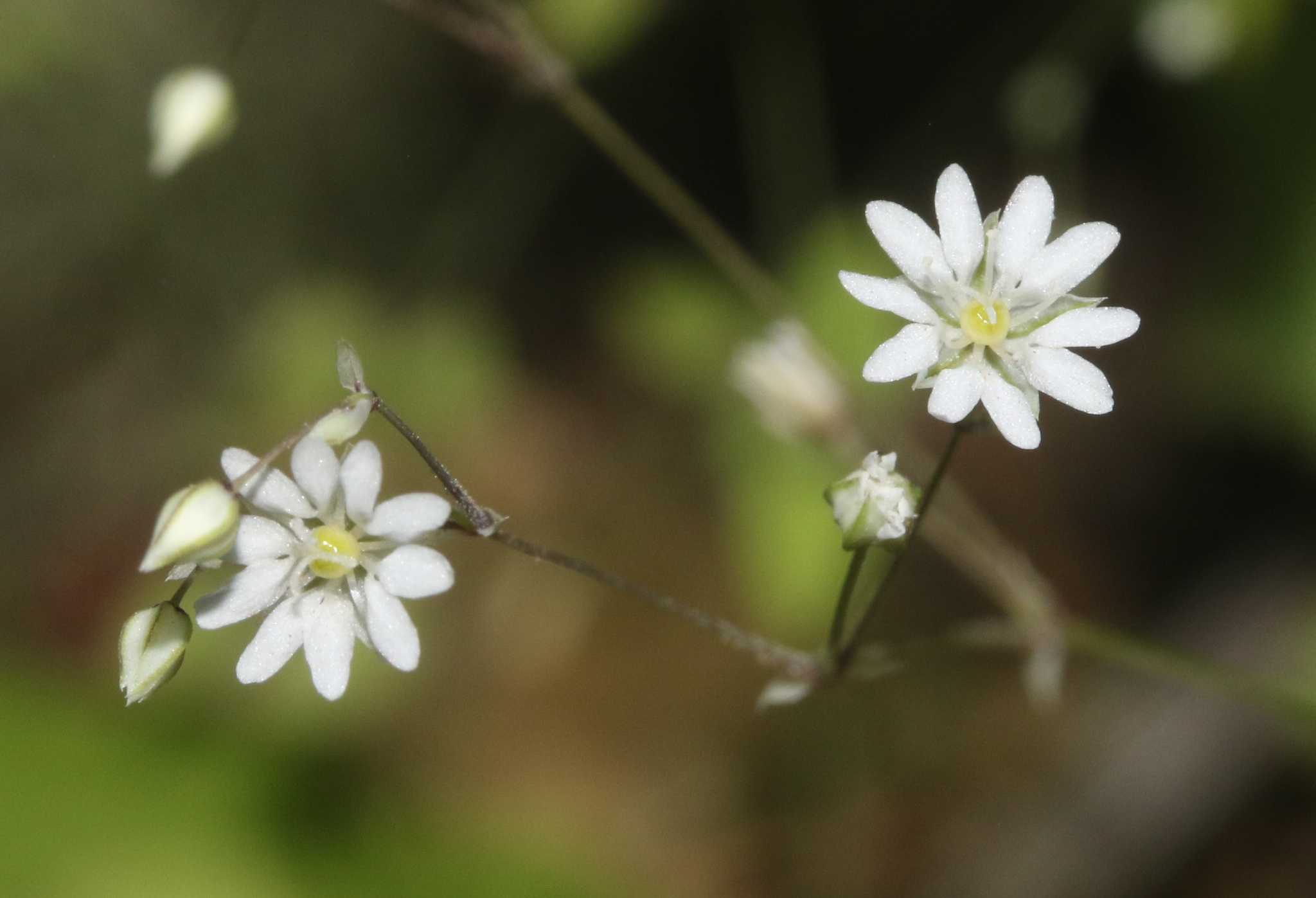 Drymaria gracilis
